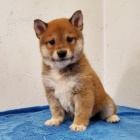 �t��ata shiba-inu na prodej