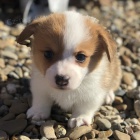 Pembroke Welsh Corgi �t��ata