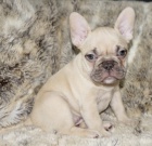 Francouzsk� buldo�ek s PP