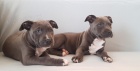 2 Americk�  Blu pitbulteri�r pro nov� domy
