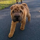 Shar Pei �t��ata k dispozici