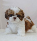 Mal� �t���tka Shih Tzu pro nov� domov 