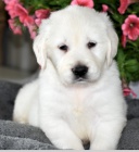 �t��ata zlat�ho retr�vra pro nov� domov 