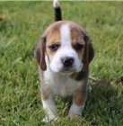 vynikaj�c� �t��ata Beagle ..