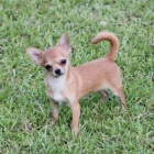 miluj�c� �ivava pro p�kn� domovy.