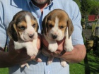 �t��ata beagle
