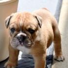 Anglick� buldog bez PP