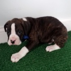 N�meck� boxer s PP