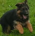 Sladk� �t��ata n�meck�ho ov��ka pro nov� domov 