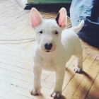 Mini bulteri�r - �t�n�