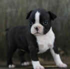 Prod�m Boston teri�r �t��ata