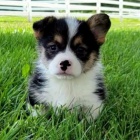 �t��ata Pembroke Welsh Corgi na prodej.
