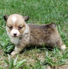 �t��ata Pembroke Welsh Corgi na prodej.