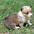 �t��ata Pembroke Welsh Corgi na prodej.
