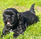 �ern� SHIH TZU BEZ PP