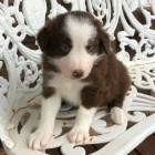 �t��ata border kolie