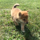 �t��ata shiba inu bez PP na prodej
