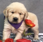 hrav� a zdrav� �t��ata zlat�ho retr�vra