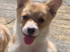 Rozko�n� �t��ata Pembrokeshire Corgi