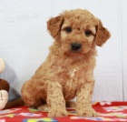 zlat� mal� �t���tka (zlat� retr�vr / pudl) k prodeji, zlevn�n� ceny