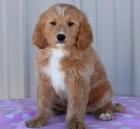 zlat� mal� �t���tka (zlat� retr�vr / pudl) k prodeji, zlevn�n� ceny