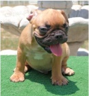 Francouzsk� buldo�ek �t��ata