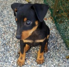 kr�sn� �t��ata pin�e k dispozici k adopci