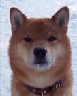 �t��ata shiba inu
