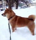 �t��ata shiba inu