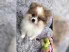 Pomeranian �ensk� s PP FCI