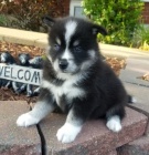 mini �t���tka Pomskies na prodej