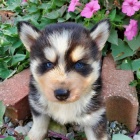 mini �t���tka Pomskies bez PP na prodej