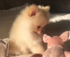 Pomeranian �t��ata bez PP k adopci