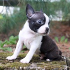 �t��ata bostonsk�ho teri�ra bez PP na prodej