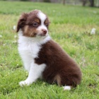 kr�sn� �t���tka fenky a pejska australsk�ho ov��ka na prodej