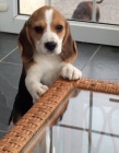 Kr�sn� a rozko�n� �t��ata trikol�ra beagle na prodej.