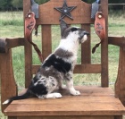 zdrav�, o�kovan� a od�erven� �t��ata border kolie na prodej