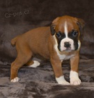 Kr�sn� �t��ata boxera na prodej