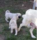 �t��ata kangal hledaj�c� nov� domovy