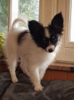 mini papillon �t��ata k adopci