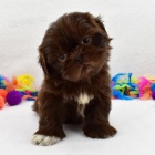 �ern� �t��ata SHIH TZU