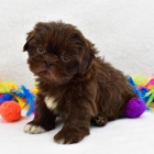 �ern� �t��ata SHIH TZU