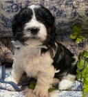 k dispozici roztomil� �t��ata Cavanese