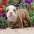 Kr�sn� a and�lsk� �t��ata anglick�ho buldoka