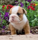 Kr�sn� a and�lsk� �t��ata anglick�ho buldoka