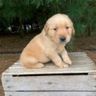 �t��ata zlat�ho retr�vra jsou p�ipravena k adopci.