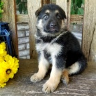 �t��ata n�meck�ch ov��k� na prodej