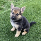 n�meck�ch ov��k�