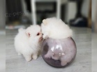 Kr�sn� Pomeranian �t��ata s PP