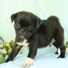 Mops �t��ata jsou p�ipravena k adopci a nov�m rodin�m.